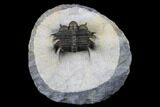 Spiny Cyphaspides Ammari Trilobite - Rare Species #179902-6